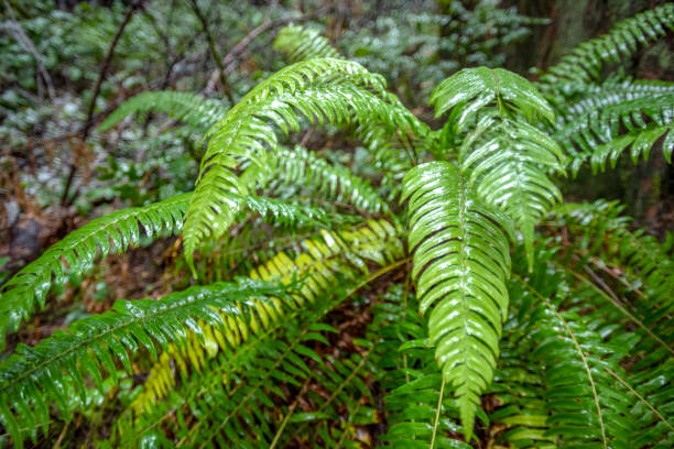 Tropical fern. MacRitchie Nature Reserve. Singapore.