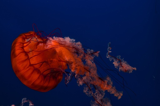Beautiful red jellyfish (Chrysaora Pacifica) swimming underwater
