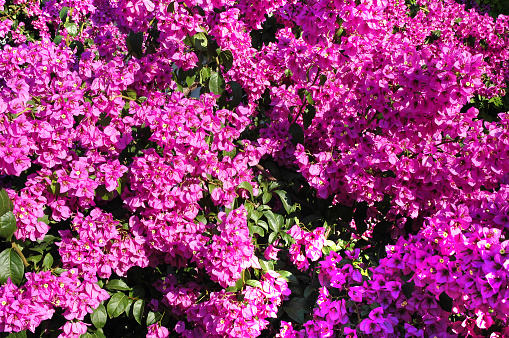 Purple fragrant bougainvillea from the island of Hvar, in Croatia, on a beautiful sunny day