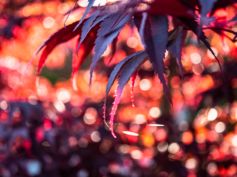 Close-up of dark red palmately lobed leaves with vivid red, orange, and yellow specular highlights created by Seattle spring sunshine.