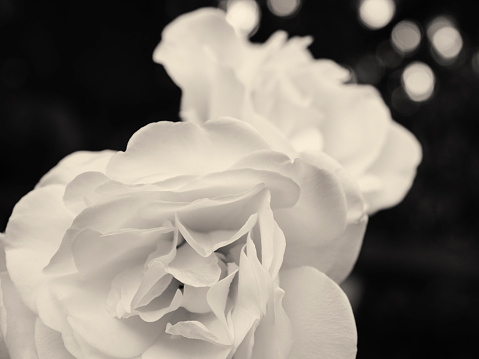 Close-up of two white roses photographed in Seattle morning light and processed in black and white. Early summer.