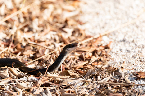 istock Southern black racer snake Coluber constrictor priapus slithers 1325318324