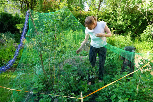 istock Woman in garden protecting her crop 1325319145