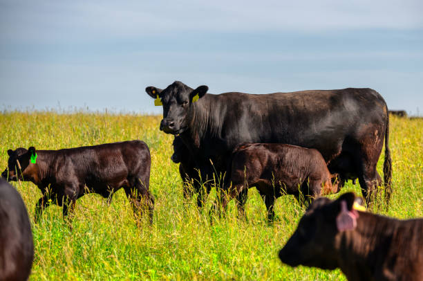 istock A black angus cow and calf graze on a green meadow 1325323119