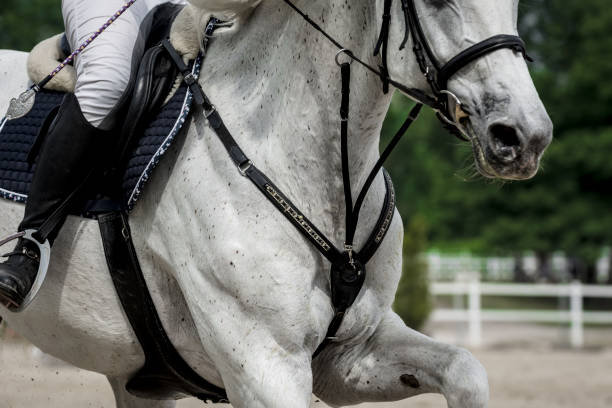 istock Galloping white horse with rider 1325323211