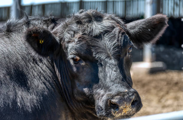 istock Black cow in the pasture 1325323250