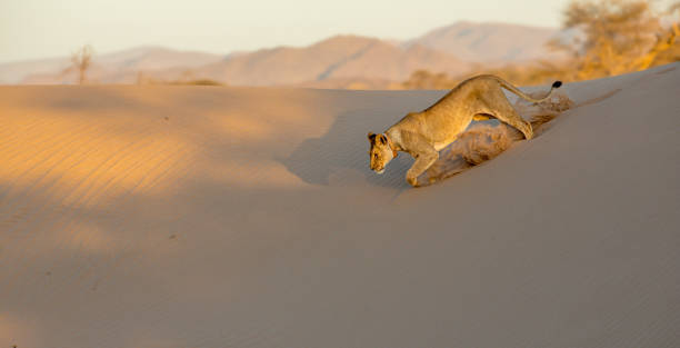 Lioness running down sand dune in the Damaraland of Namibia Hoanib valley kaokoveld stock pictures, royalty-free photos & images