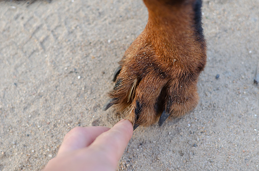 Danger of Dry Foxtails for Your Dog concept. Hand extracts the Dried Yellow Spikelets from the dog's paw. Spikelets penetrated between fingers into pet's paw.