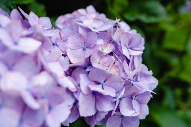 istock Hydrangea flowers in rainy season early June. 1325331541