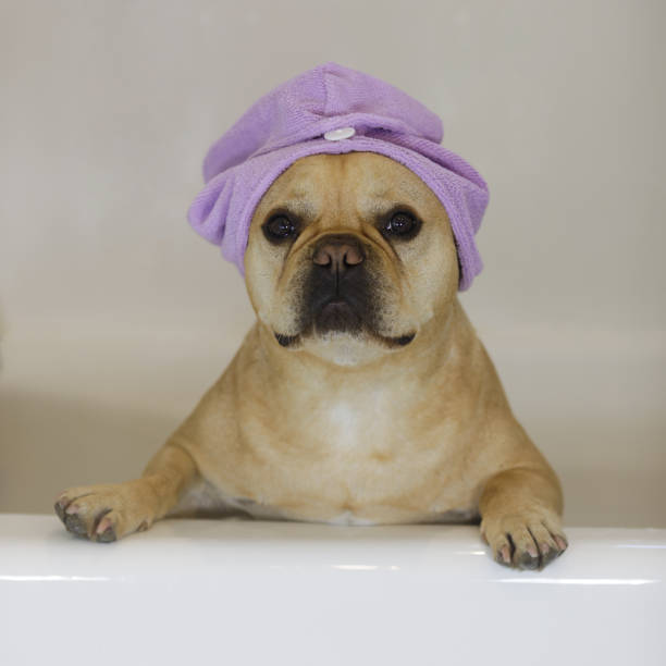 istock Frenchie with turban towel wrap in bathtub. 1325331634