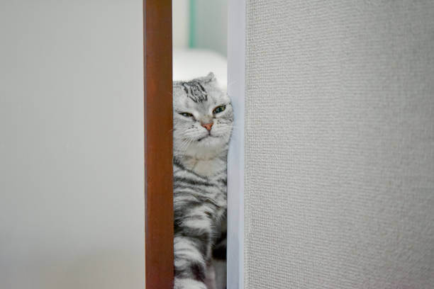 A cat that appears by pushing the door