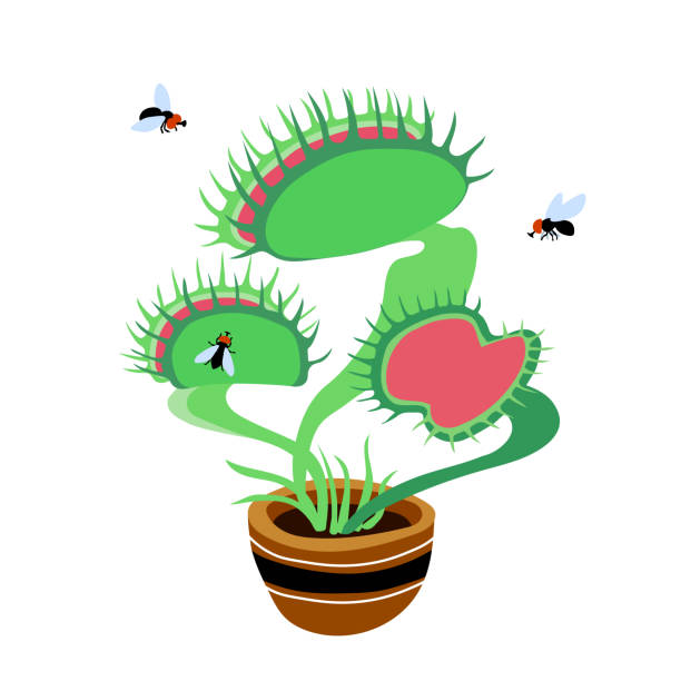 kuvapankkikuvitukset aiheesta venus flytrap -kasvi, mustat rumat kärpäset ja lihansyöjän kotikukka keraamisessa padassa, tasainen muotoilu - housefly