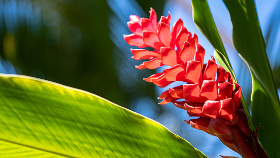 Red Ginger Flower in Maui