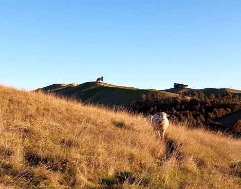 Sheep on a hill slope, winter sun