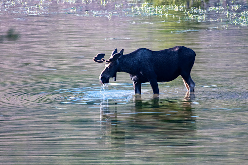 Bull moose with velvet antlers with water dripping from mouth, grazing in lake in northern Colorado near the Rocky Mountain National Park. Nearby towns are Walden, Grand Lakes, Estes Park and Fort Collins in western USA. John Morrison - Photographer