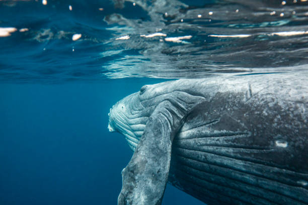 istock Side view of Humpback Whale at ocean's surface 1325336902