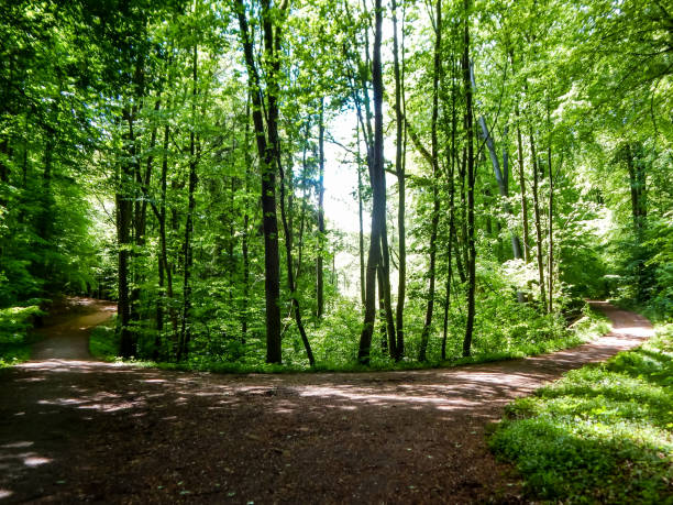 istock Green trees in the forest in summer 1325336938