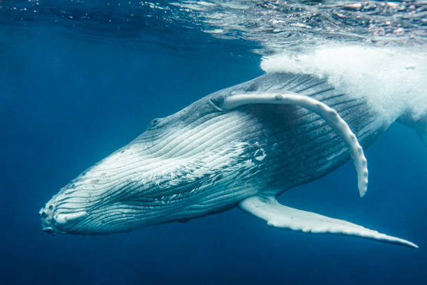 istock Humpback Whale Gliding through deep blue ocean in Tonga 1325336951