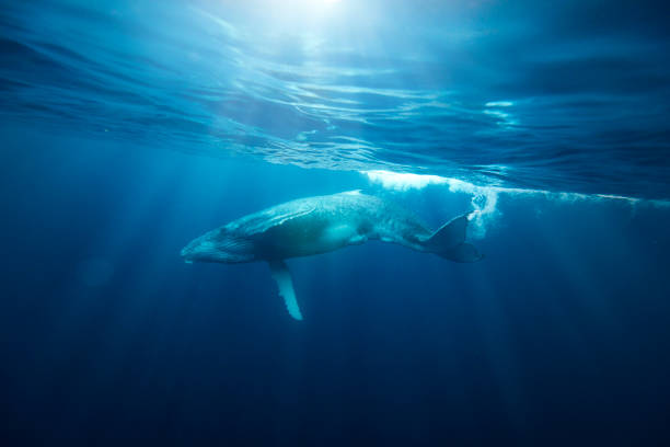 istock Humpback Whale swimming near ocean's surface underneath sun rays 1325336982
