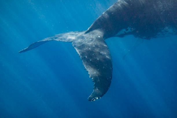istock Humpback Whale Tail Fin in Blue Ocean water with light rays 1325337004