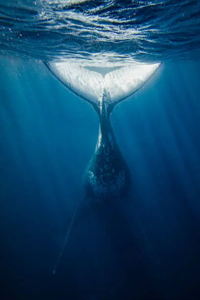 Rear View of Humpback Whale Tail Fin swimming through deep blue ocean