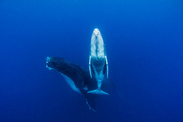 istock Majestic Humpback Whales gliding through blue ocean waters 1325337073