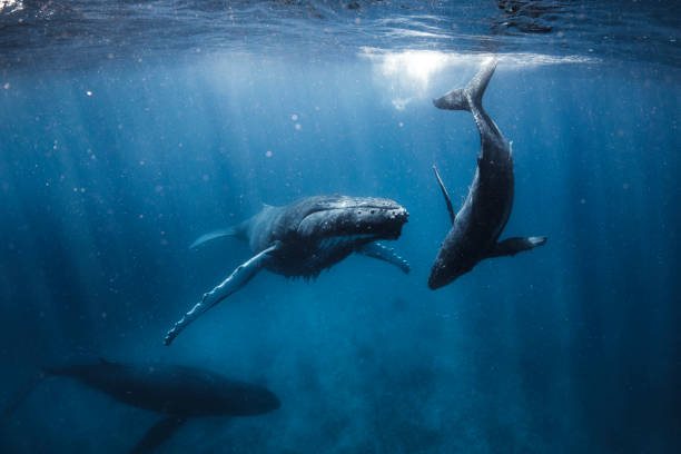 istock Humpback Whale family swimming through the deep blue under morning light 1325337085