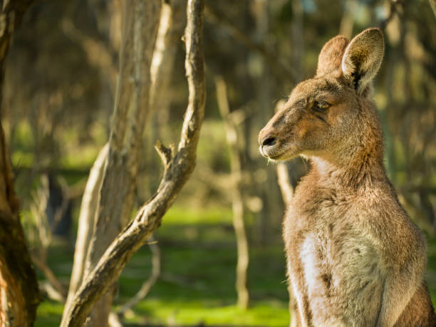 istock Australian Kangaroo in bush environment 1325337117