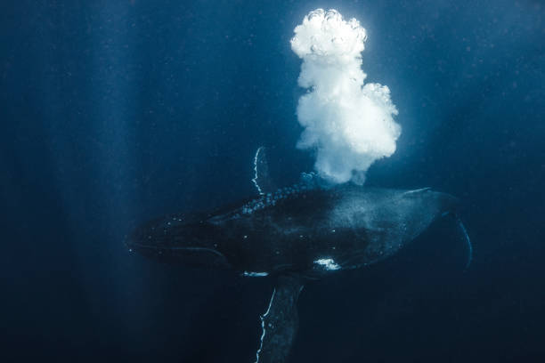 Humpback Whale blowing bubbles in deep blue ocean