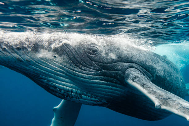 Close up of Humpback Whale looking at camera while swimming through pacific ocean