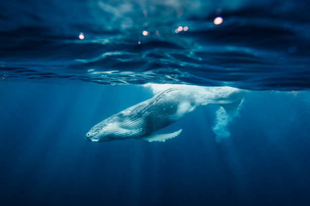 Beautiful Humpback Whale diving back into deep blue ocean