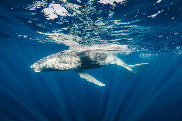 istock Humpback Whale swimming along Ocean's surface in morning light 1325337710