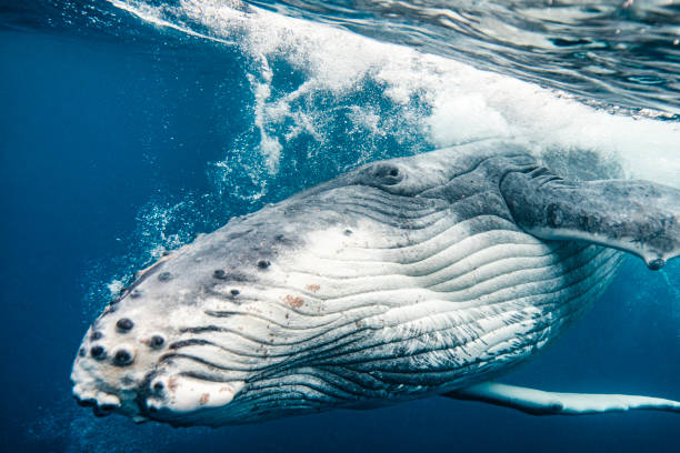 istock Up close view of Humpback whale crashing through oceans surface 1325337743