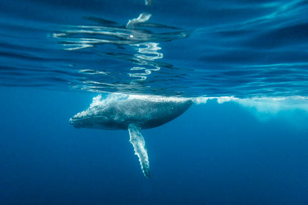 istock Humpback Whale swimming near water's surface 1325337769
