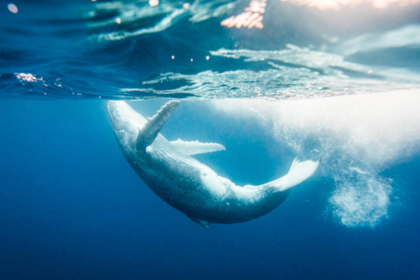 istock Majestic Humpback Whale crashing through oceans surface 1325337784