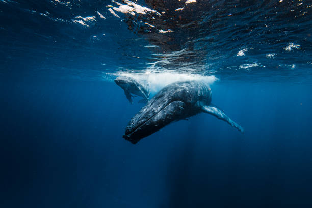 istock Humpback Whale mother and calf playfully gliding along waters surface in deep blue ocean 1325337819