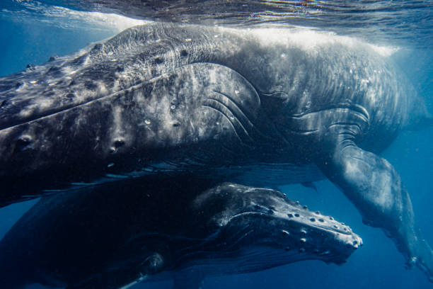 istock Humpback Whale Mother protecting calf at water's surface in the pacific ocean 1325337933