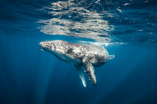Brightly lit Humpback Whale swimming near the ocean's surface