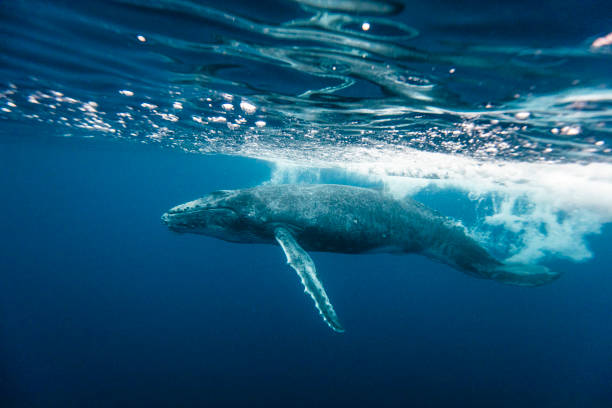 istock Humpback Whale diving into Pacific Ocean 1325338050