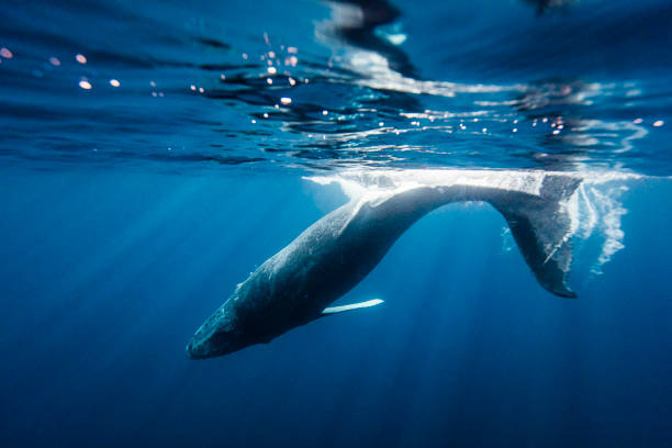 istock Humpback Whale gliding through the ocean in Tonga 1325338075