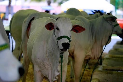 salvador, bahia / brazil - december 3, 2014: Nelore cattle are seen at the Salvador City Exhibition Park during during Farming Exhibition.