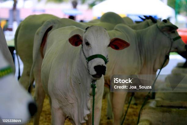 Farm Animal Husbandry Stock Photo - Download Image Now - Bahia State,  Cattle, Livestock - iStock