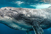 buckelwal-augenkamera-beim-schwimmen-durch-klares-blaues-meerwasser.jpg?b=1&s=170x170&k=20&c=cYkbKHzehOd9fO8-EAxBMfEcVm3gfuWq5poDBEDerhI=