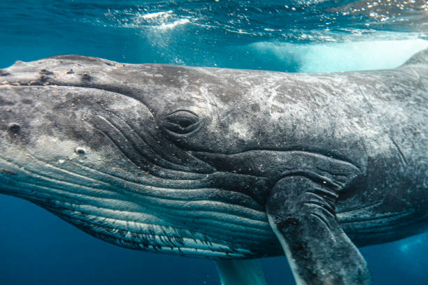 caméra à œil de baleine à bosse tout en nageant dans les eaux claires et bleues de l’océan - baleine photos et images de collection