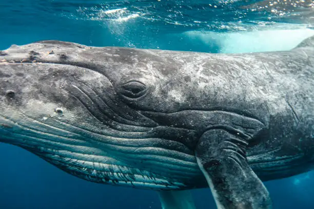 Humpback Whale eyeing camera while swimming through clear blue ocean waters