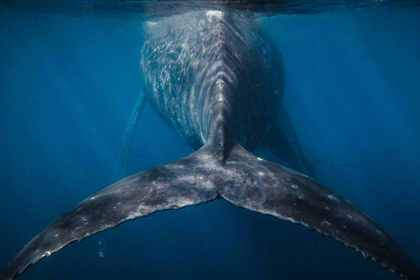 istock Rear view of Humpback Whale in dark blue ocean 1325338768