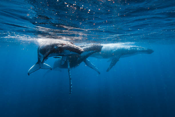 istock Humpback Whales swimming under sunlight at ocean's surface 1325338804