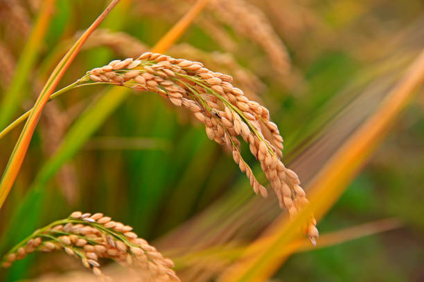 istock Mature rice farm in the country 1325340511