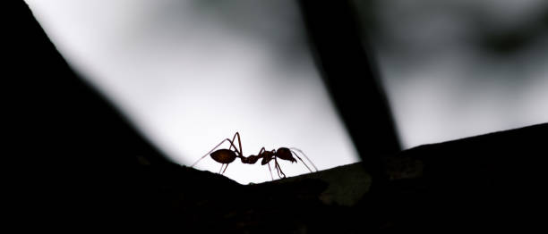 istock Isolated single orange ant silhouette on the tree in the darkness 1325345571