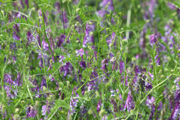 istock Hairy vetch multiple plants in bloom view of it 1325346567